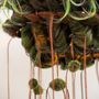 Decorative objects - STREPTOPUS EPIDEMICUS SUSPENSION - MICKI CHOMICKI HAIR BRUT