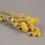 Floral decoration - Sanfordii dried natural yellow - LE COMPTOIR.COM
