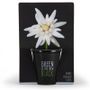 Gifts - Collection Pots black with seeds to sow - RADIS ET CAPUCINE