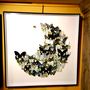Decorative objects - Butterflies & other insects frame - DESIGN & NATURE
