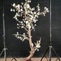 Décorations florales - arbre en végétaux stabilisés - DECO-NATURE