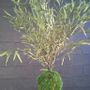 Floral decoration - Kokedama Japanese decoration - DECO-NATURE