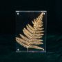 Decorative objects - Golden ferns/Medium model - ATELIER AVENET