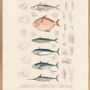 Poster - Poster. Zoologia Danica. Fiske VII. - THE DYBDAHL CO.