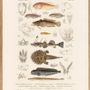 Poster - Poster. Zoologia Danica. Fiske VII. - THE DYBDAHL CO.