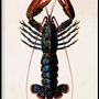 Affiches - Affiche. Crayfish. - THE DYBDAHL CO.