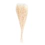 Floral decoration - Statice natural dried flower bouquet 100 gr AX21026  - ANDREA HOUSE