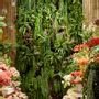 Floral decoration - Plant wall - LOU DE CASTELLANE - artificial plants and flowers - LOU DE CASTELLANE