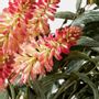 Décorations florales - Eucalyptus, kniphofia- LOU DE CASTELLANE - Fleurs artificielles plus vraies que nature  - LOU DE CASTELLANE