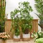 Floral decoration - Bamboo and baskets - LOU DE CASTELLANE - artificial plants and flowers - LOU DE CASTELLANE