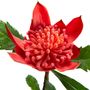 Floral decoration - Protea royal - LOU DE CASTELLANE - Artificial flowers more true than nature  - LOU DE CASTELLANE