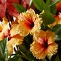 Floral decoration - Hibiscus syriacus - LOU DE CASTELLANE - Artificial flowers more true than nature  - LOU DE CASTELLANE