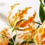 Floral decoration - Gloriosa Lily - LOU DE CASTELLANE - Artificial flowers more true than nature  - LOU DE CASTELLANE