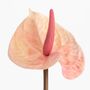 Décorations florales - Anthurium elegance - LOU DE CASTELLANE - Fleurs artificielles plus vraies que nature  - LOU DE CASTELLANE