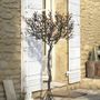 Unique pieces - immortal olive tree - L'OLIVIER FORGÉ