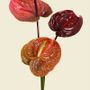 Affiches - Tirages d'art botanique - LILJEBERGS