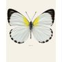 Poster - Butterflies - LILJEBERGS