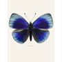 Photos d'art - Des papillons - LILJEBERGS
