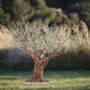 Decorative objects - olive tree 155 twigs 1,30 M - L'OLIVIER FORGÉ