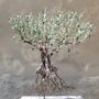 Decorative objects - olive tree on root - L'OLIVIER FORGÉ