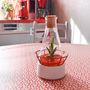 Ceramic - Plantaphore Carnivores/Gasteria 250 mL - porcelain base and setting - INPLANTA