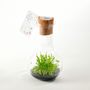 Objets design - Plantaphore carnivores 250 mL - InPlanta - INPLANTA