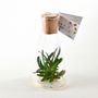 Cadeaux - Plantaphore Gasteria 250 mL - InPlanta - INPLANTA