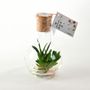 Gifts - Plantaphore Gasteria 250 mL - InPlanta - INPLANTA