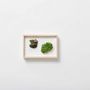 Decorative objects - karesansui- garden kit small - FUJIGOKE