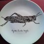 Decorative objects - Illustrated plates Collection “INSECTE” - VERONIQUE JOLY-CORBIN