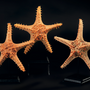 Decorative objects - Starfish on base, object of curiosity - METAMORPHOSES