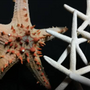 Decorative objects - Starfish on base, object of curiosity - METAMORPHOSES