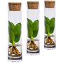 Gifts - Clusia cuttings in a glass with stopper - gift with potential - PLANTOPHILE