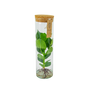 Objets de décoration - Clusia plante a l'eau dans une vase decoratif - PLANTOPHILE