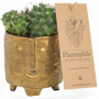 Gifts - TOP SELLING - Cactus mix in a golden face pot - PLANTOPHILE