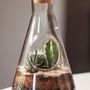 Decorative objects - Chemistry terrarium kit - SUCK UK