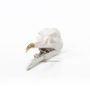 Caskets and boxes - Bird skull jewellery box - SUCK UK