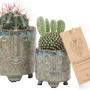 Gifts - TOP SALE - Cactus mix in a green face pot - PLANTOPHILE