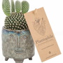 Cadeaux - TOP SALE - Mélange de cactus dans un pot vert - PLANTOPHILE