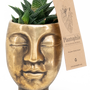 Cadeaux - Succulents mélange dans un pot visage doré - small - PLANTOPHILE