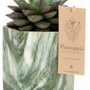 Cadeaux - Succulents dans un pot marbre hexagone vert - PLANTOPHILE