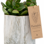 Cadeaux - Succulents dans un marble hexagon noir/blanc - PLANTOPHILE