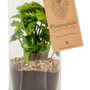 Gifts - TINIEST terrarium, plant: Spatiphyllum - PLANTOPHILE