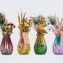 Gifts - Bi-colour colored vases, 4-color assortment with dried flowers - medium - PLANTOPHILE
