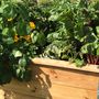 Toys - My First Vegetable Garden - WILL'UP