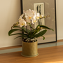 Décorations florales - REPOSE pot céramique d'intérieur  - D&M DECO