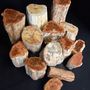 Decorative objects - Petrified wood slice and log, interior curiosity - METAMORPHOSES