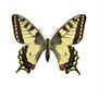 Affiches - Des papillons - LILJEBERGS
