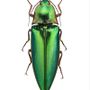 Poster - Beetles - LILJEBERGS