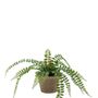 Floral decoration - Artificial Green Plants Collection - EMERALD ETERNAL GREEN BV